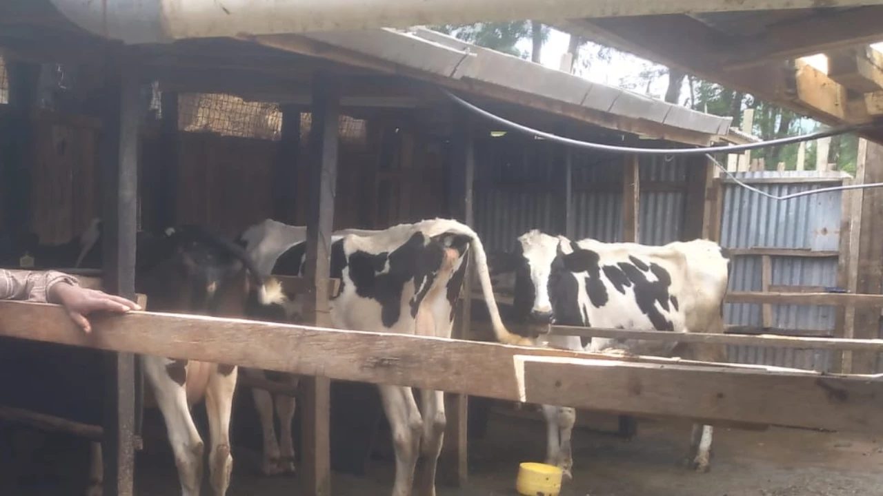 Dairy cattle at the Koiwa Boys' school farm