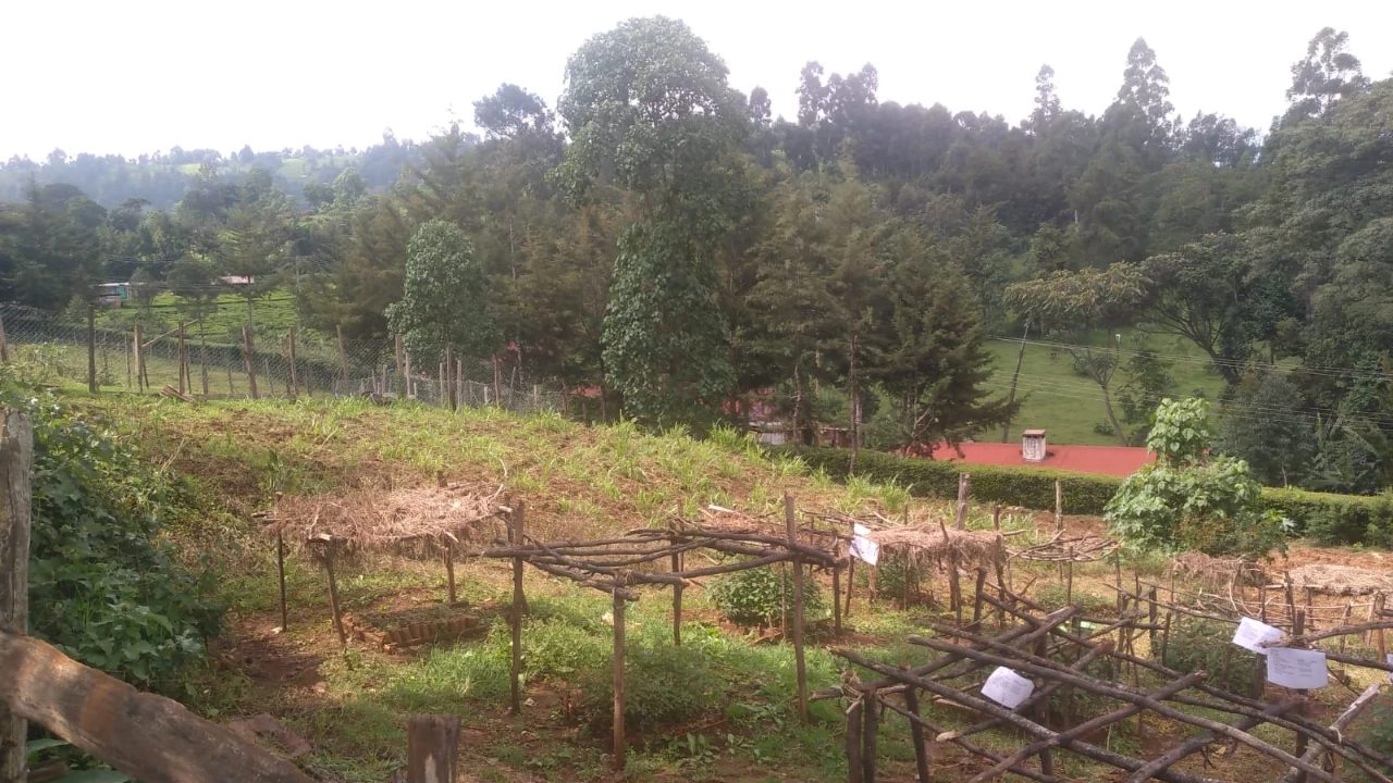 Koiwa school farm projects